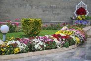 ۳۵۰‌هزار بوته گل داوودی در شهرکرج شکوفا شد