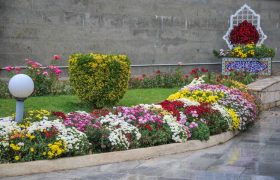 ۳۵۰‌هزار بوته گل داوودی در شهرکرج شکوفا شد