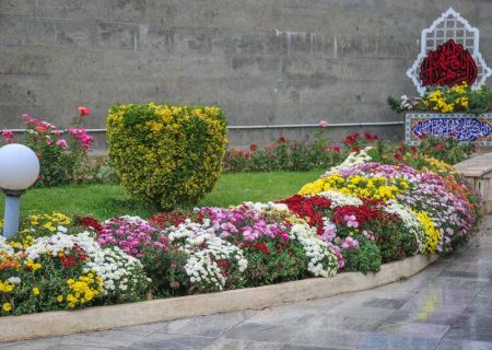 ۳۵۰‌هزار بوته گل داوودی در شهرکرج شکوفا شد