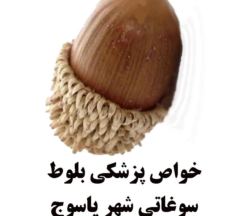 خواص پزشکی و عبرت آموزی با بلوط، سوغاتی شهر یاسوج